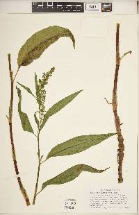 Rumex altissimus image