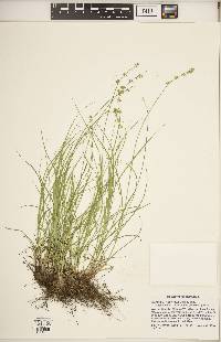 Carex radiata image