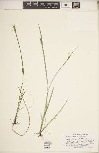 Sisyrinchium albidum image