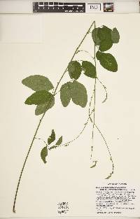 Desmodium perplexum image