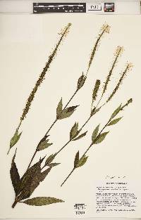 Veronicastrum virginicum image