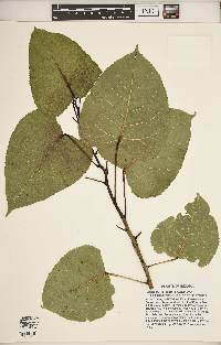 Populus deltoides subsp. deltoides image