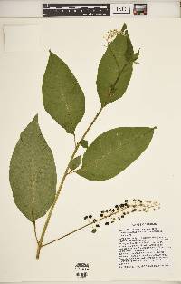 Phytolacca americana var. americana image