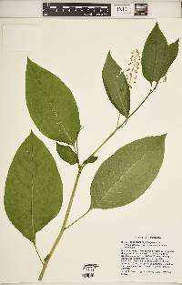 Phytolacca americana var. americana image