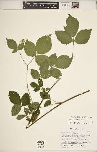 Rubus invisus image