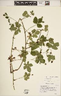 Rubus aboriginum image