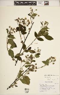 Rubus argutus image