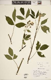 Rubus argutus image