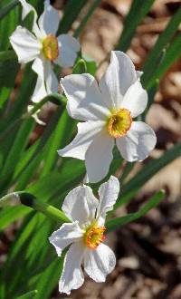 Narcissus poeticus image