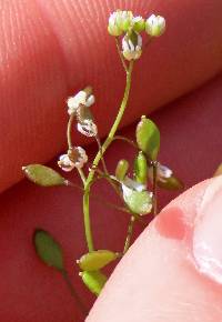 Draba verna image