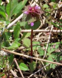 Lamium purpureum image