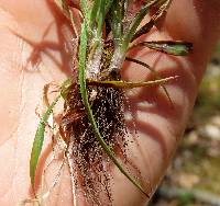 Luzula echinata image