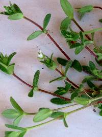 Cerastium fontanum subsp. vulgare image