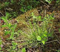 Carex albicans image