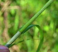 Carex aggregata image