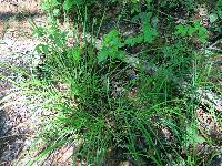 Carex stipata var. stipata image