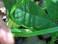 Carex conjuncta image