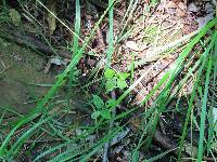 Poa sylvestris image