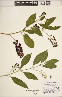 Phytolacca americana var. americana image