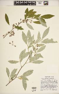 Elaeagnus umbellata image