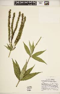 Veronicastrum virginicum image