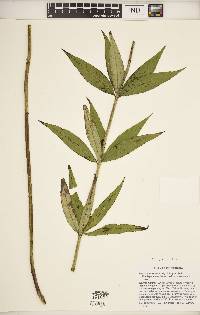 Veronicastrum virginicum image