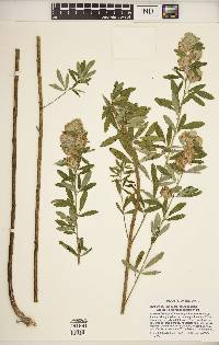 Lespedeza capitata image