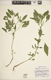 Amaranthus tuberculatus image