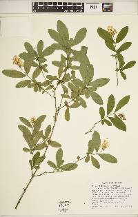 Ligustrum obtusifolium image