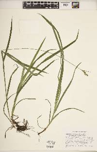 Carex hirtifolia image