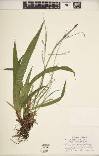 Carex plantaginea image