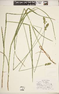 Carex normalis image