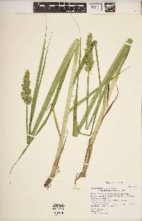 Carex stipata var. maxima image