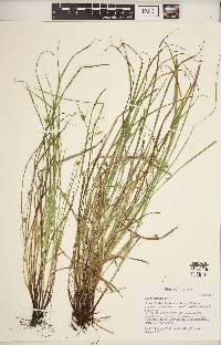 Carex jamesii image