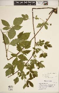 Rubus aboriginum image