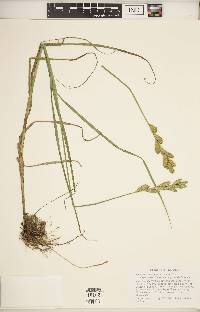 Carex muskingumensis image