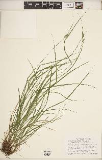 Carex swanii image