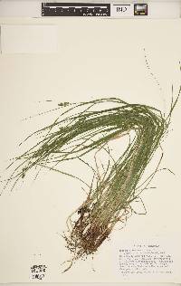 Carex swanii image