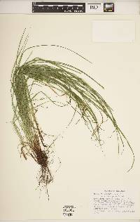 Carex jamesii image