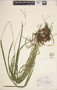 Carex hirtifolia image