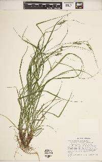 Carex swanii image