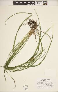 Carex typhina image