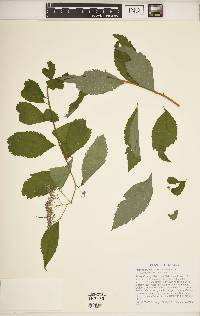 Spiraea japonica image