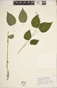 Circaea canadensis image