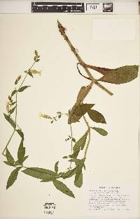 Silene latifolia image