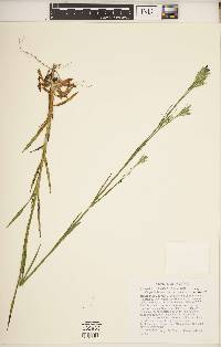 Dianthus armeria subsp. armeria image