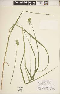 Carex cristatella image