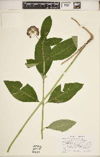 Asclepias purpurascens image