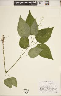 Circaea canadensis image