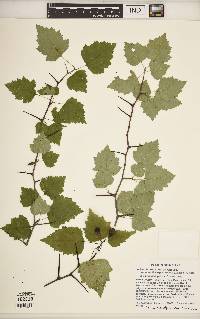 Crataegus pruinosa image
